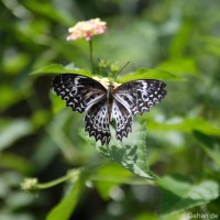 Cethosia nietneri Felder, 1867